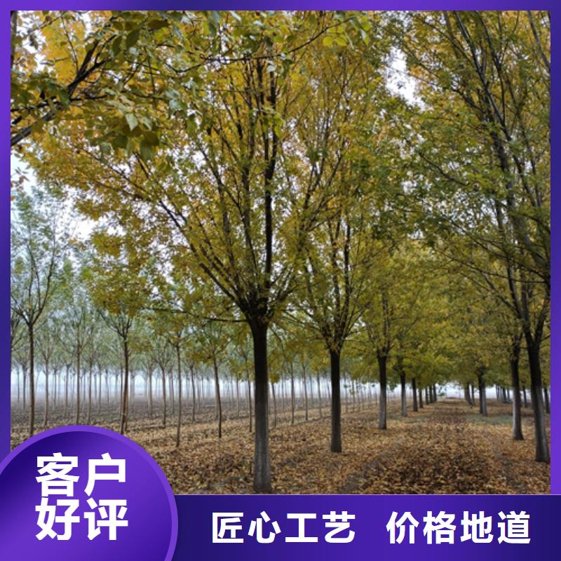 法桐,五角枫品质服务