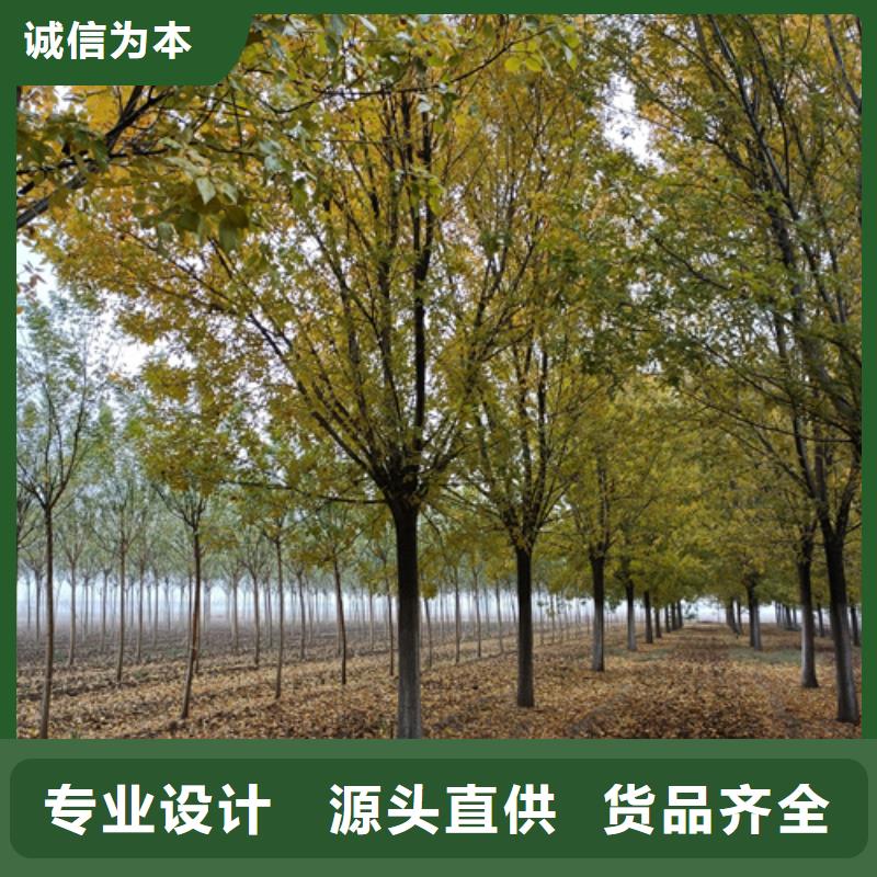 法桐白蜡量大从优