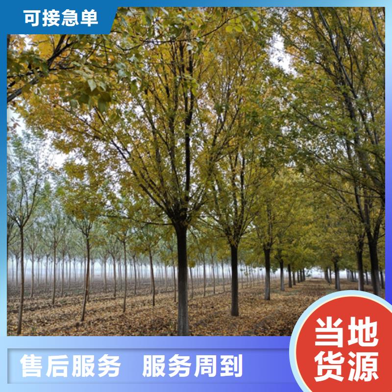 法桐,北京栾可接急单