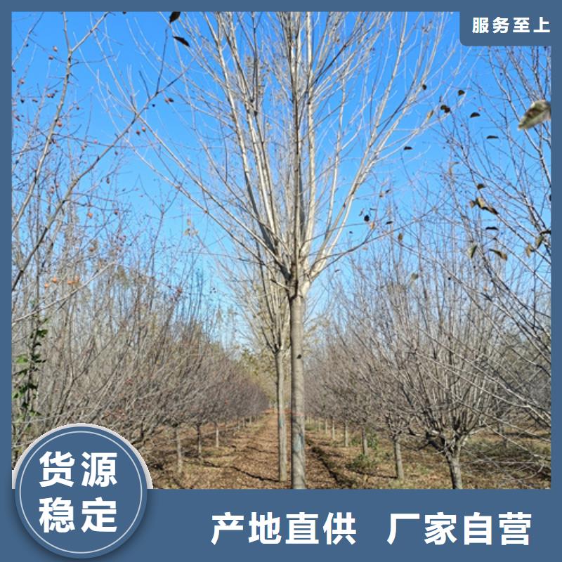法桐,西府海棠品质保证实力见证
