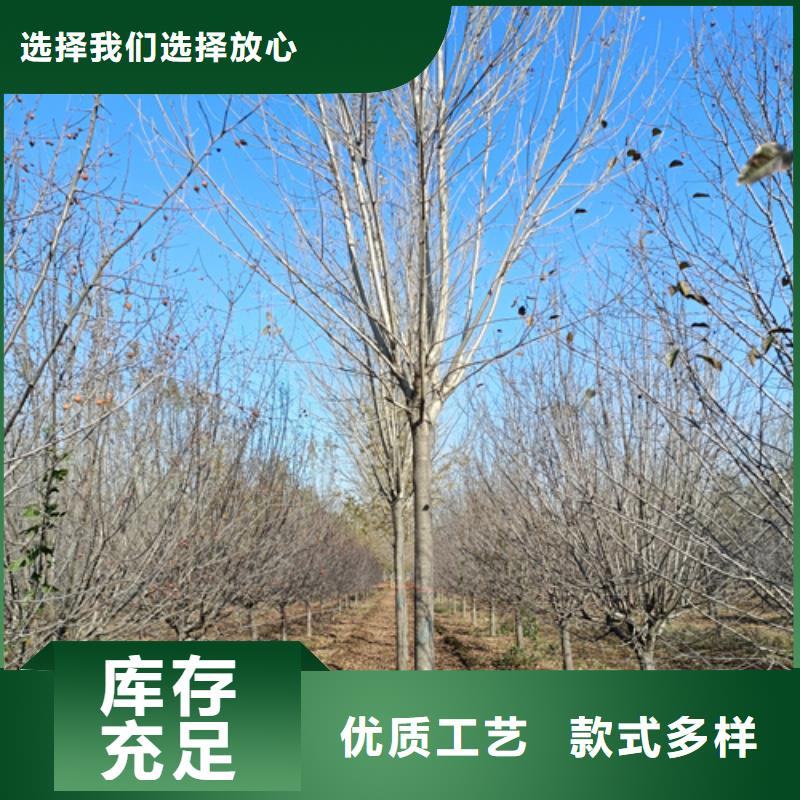 法桐国槐产品细节参数
