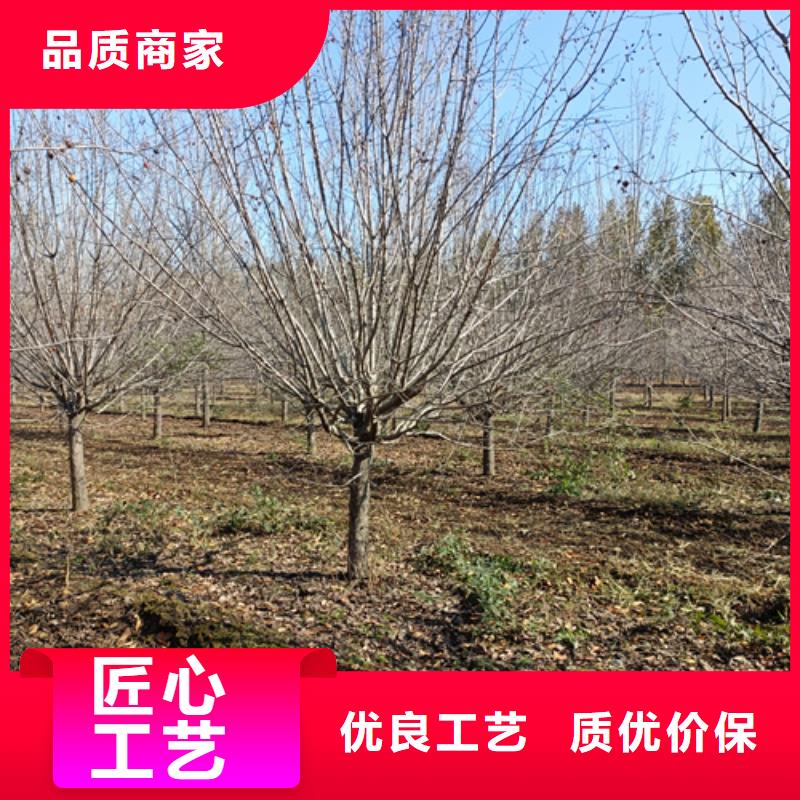 法桐,五角枫品质服务