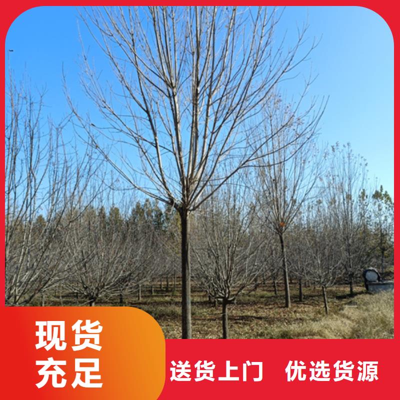 法桐白蜡厂家直销值得选择