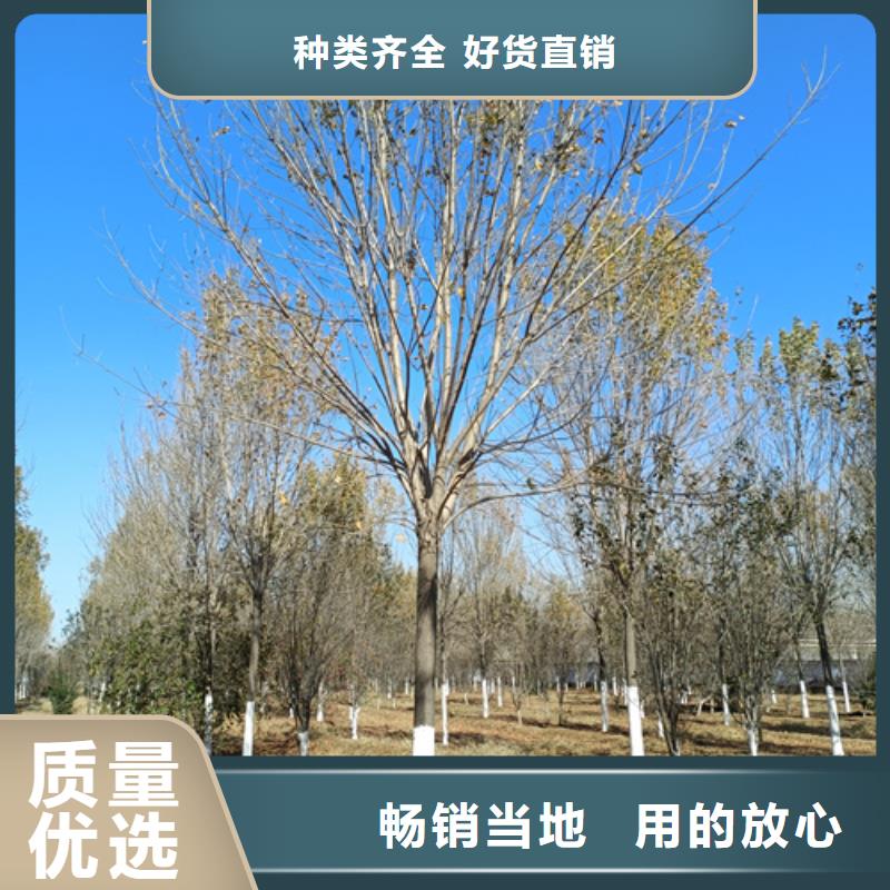 法桐金叶槐海量库存