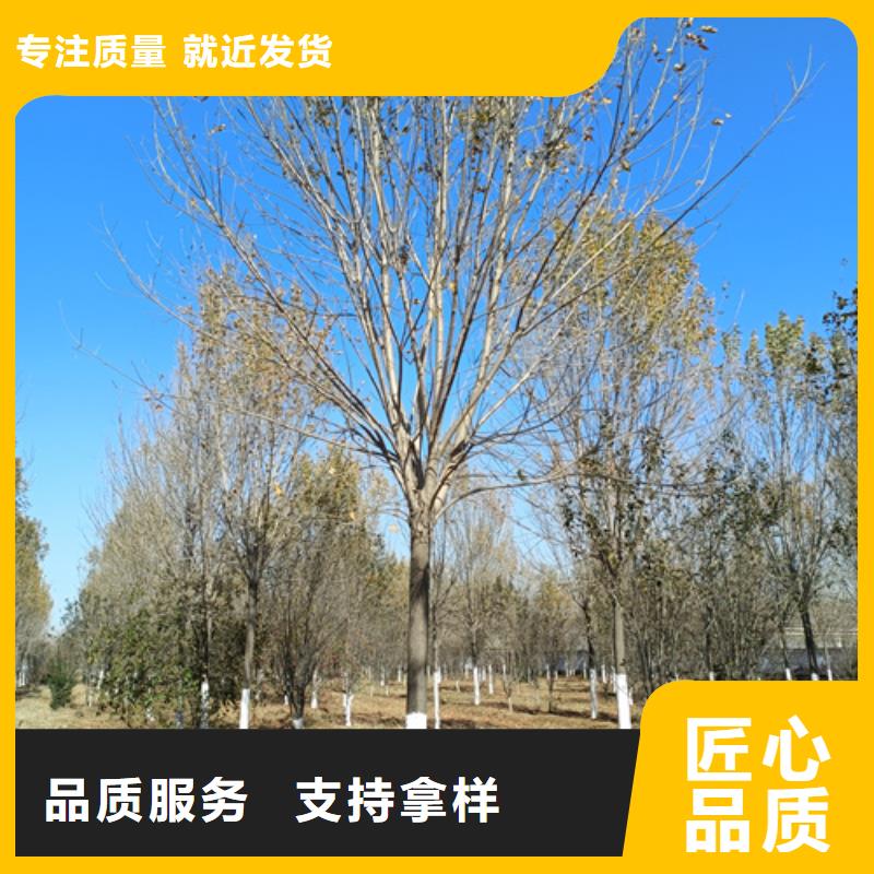 法桐联系厂家