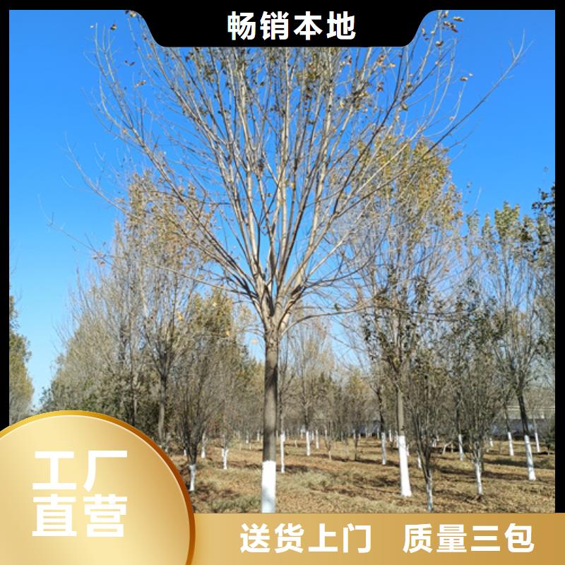 法桐-美国红枫实拍展现