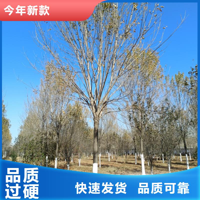 法桐实力商家供货稳定