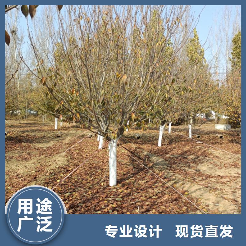 法桐黄金槐产品细节