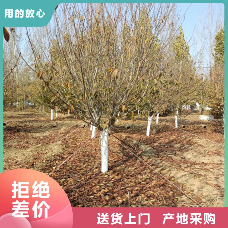 法桐金叶槐源头采购