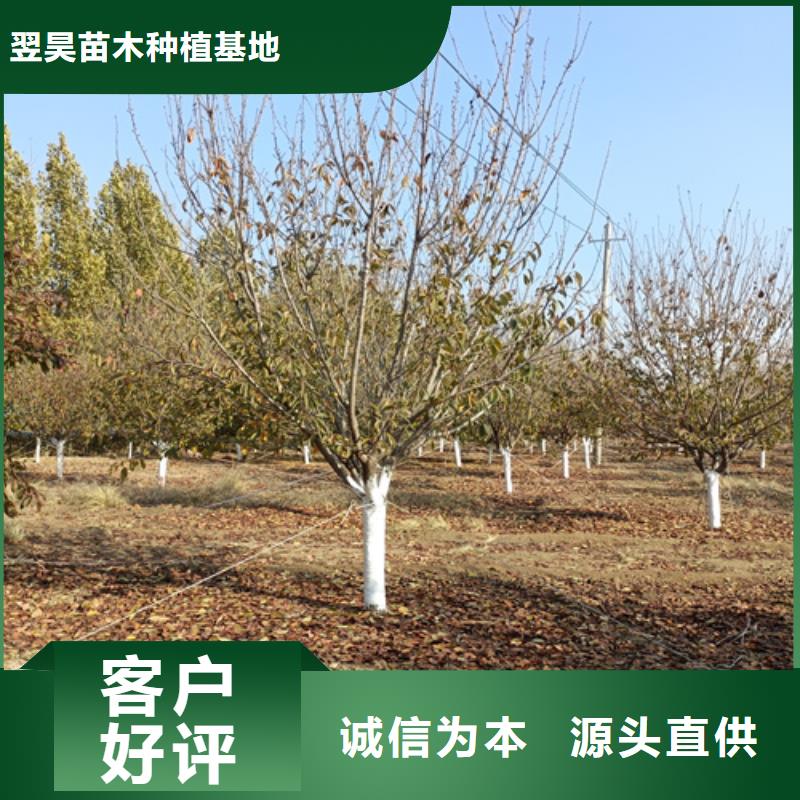 法桐【国槐】打造行业品质