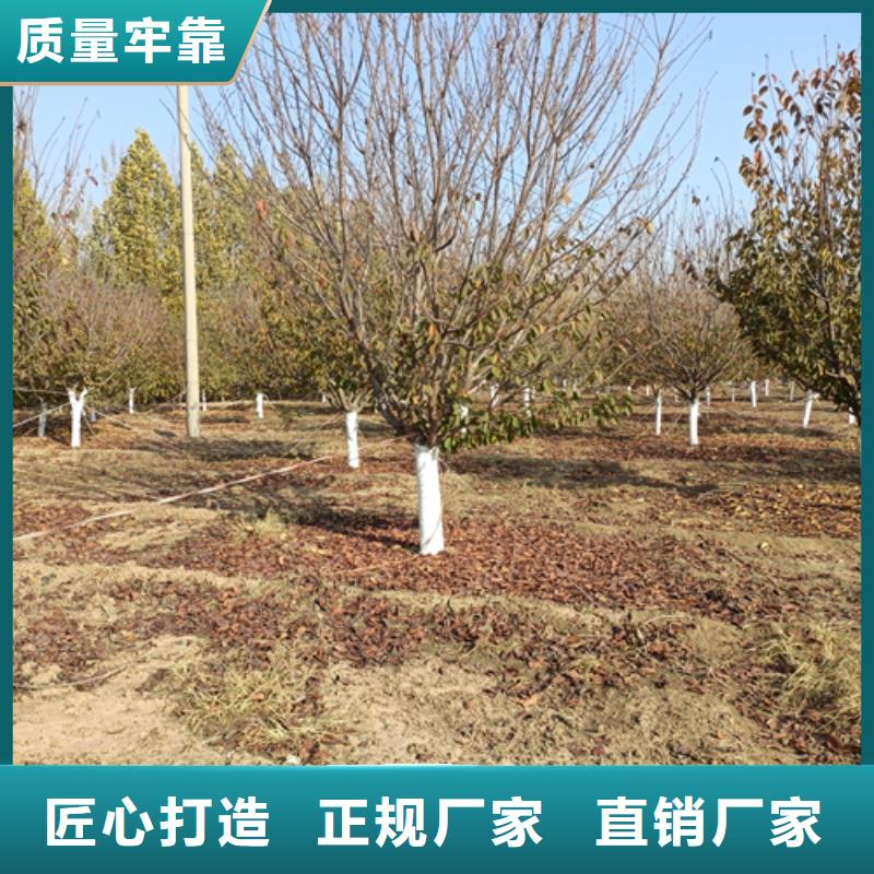【法桐】-黄金槐厂家直销大量现货