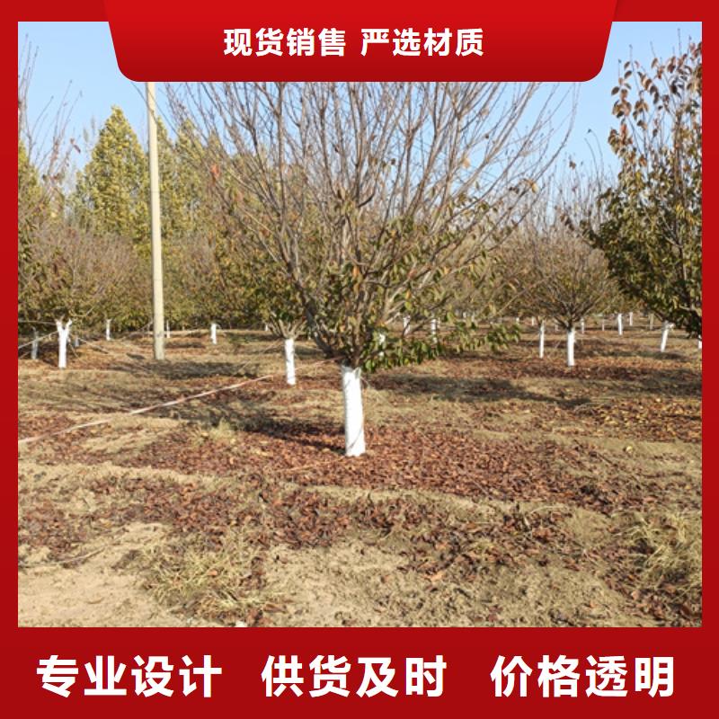 法桐五角枫高性价比