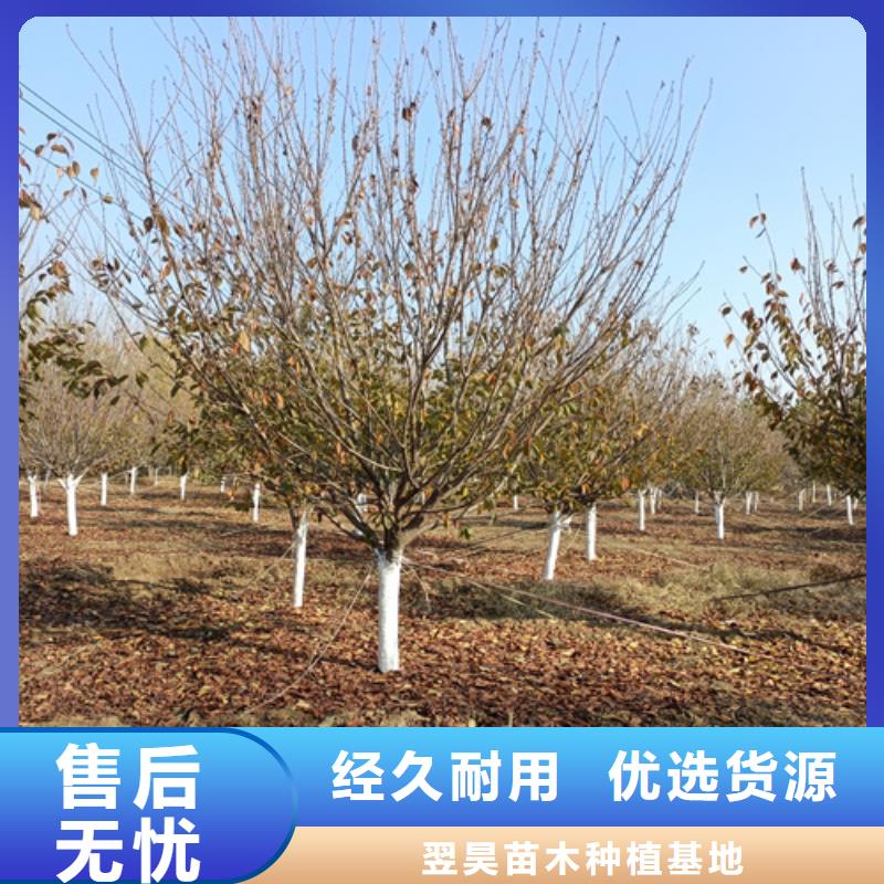 法桐垂丝海棠大品牌值得信赖