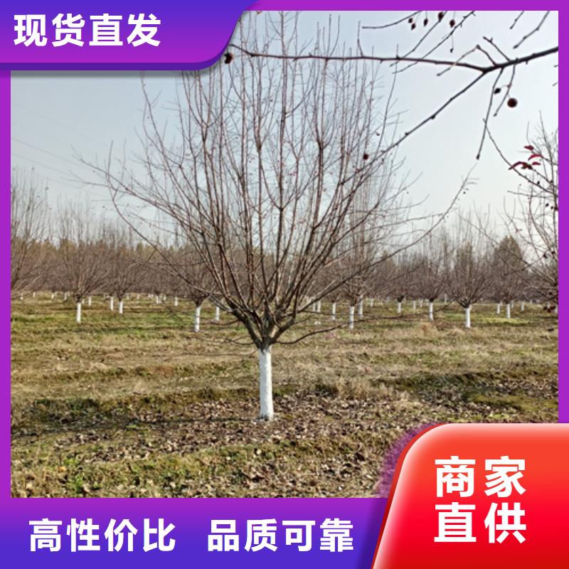【法桐】白蜡定制零售批发