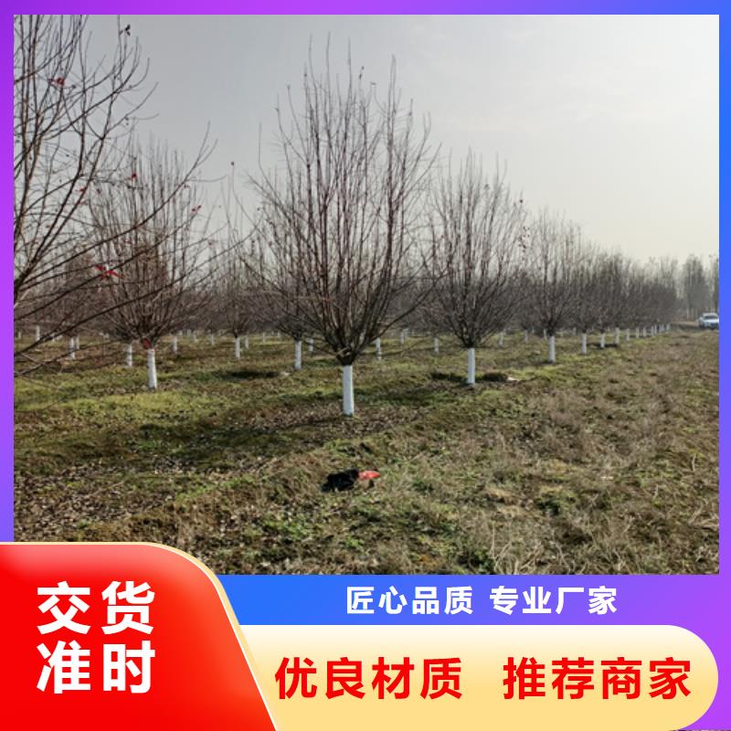 法桐金叶复叶槭实力见证