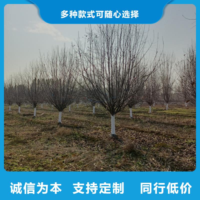 法桐白蜡优质原料