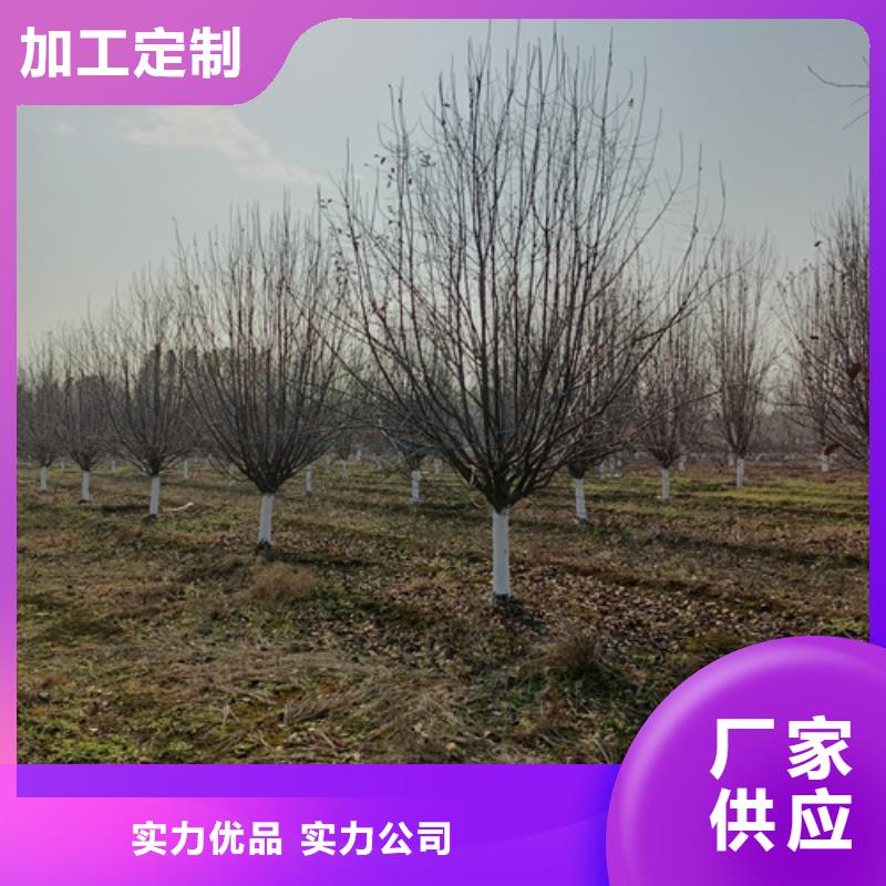 【法桐_白蜡价格实在】