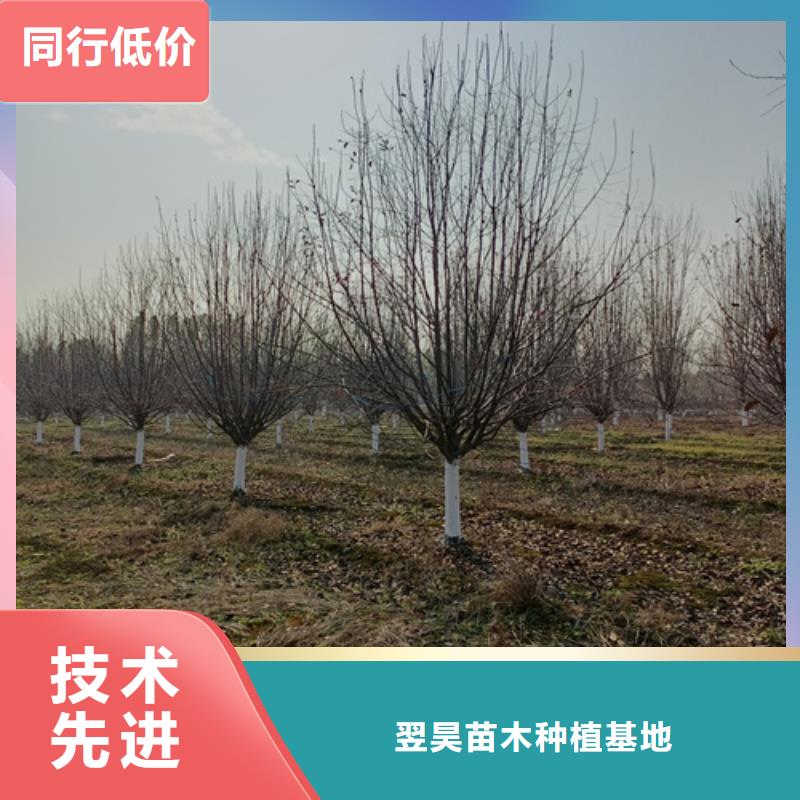 法桐国槐厂家直销