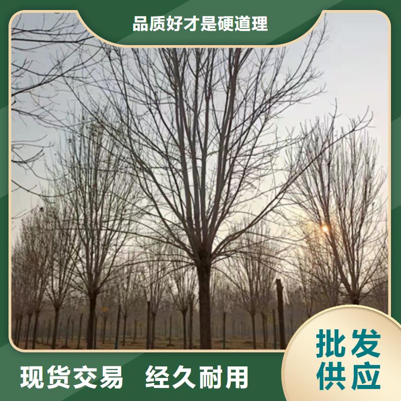 法桐价格低