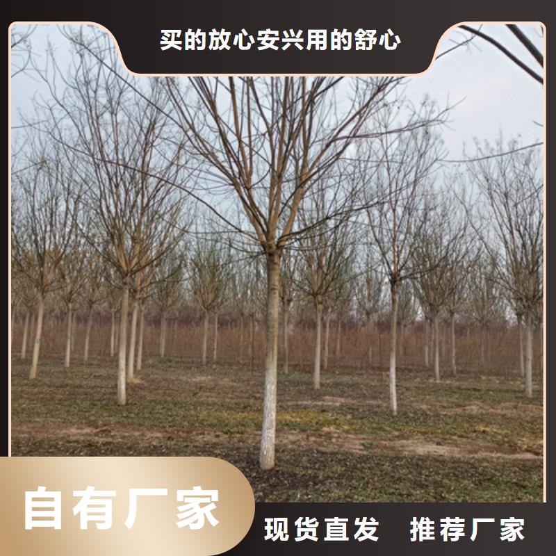 法桐-黄金槐性价比高