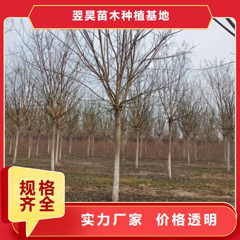 法桐美国红枫现货采购