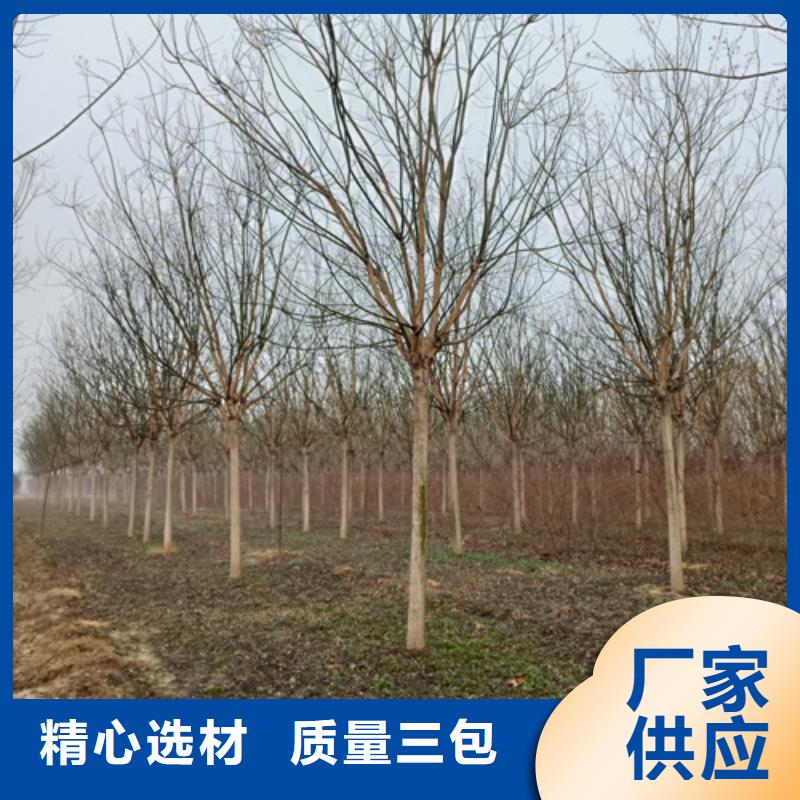 法桐金叶白蜡合作共赢
