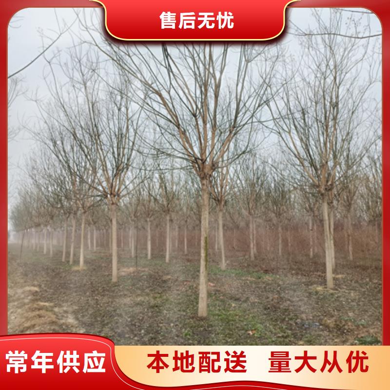 法桐金叶槐热销产品