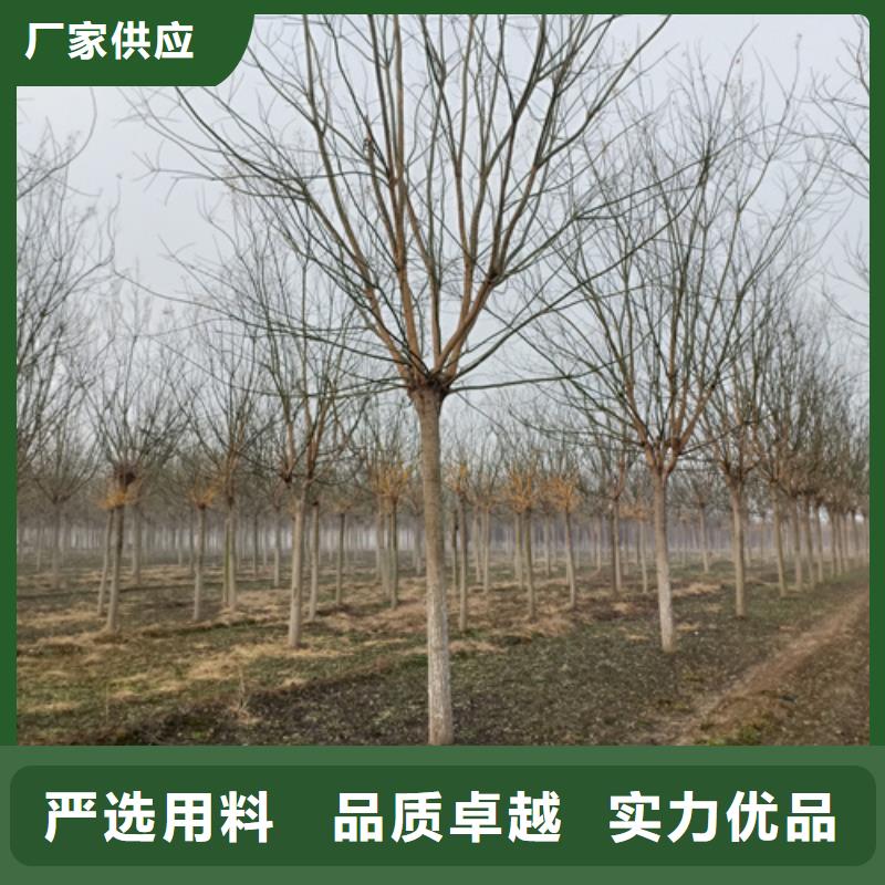  法桐厂家定制