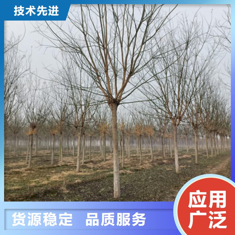 法桐,五角枫用心服务