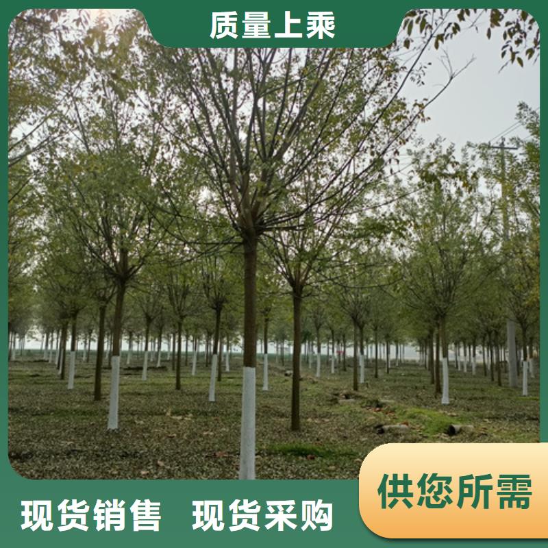法桐截杆发帽制造生产销售