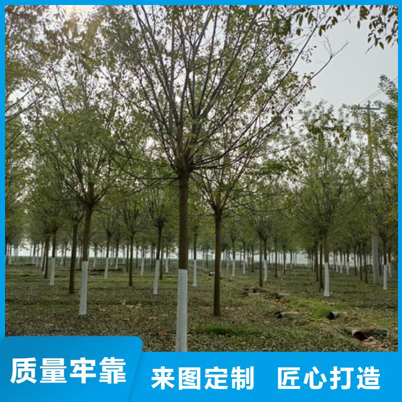 法桐国槐标准工艺
