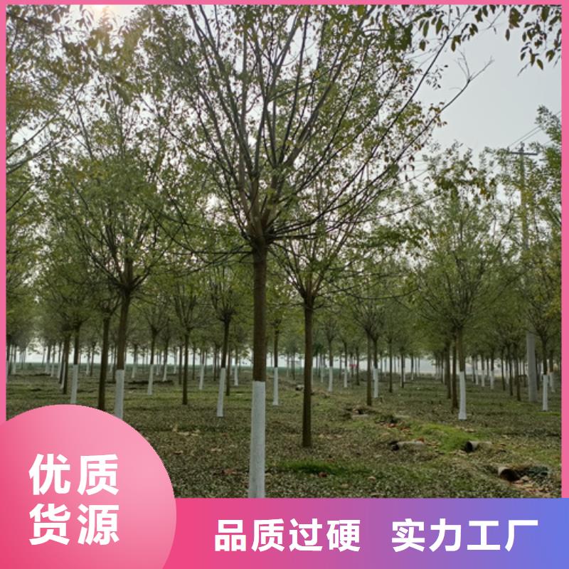法桐黄金槐专业供货品质管控