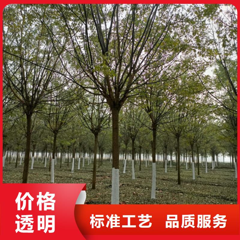 法桐国槐优选好材铸造好品质