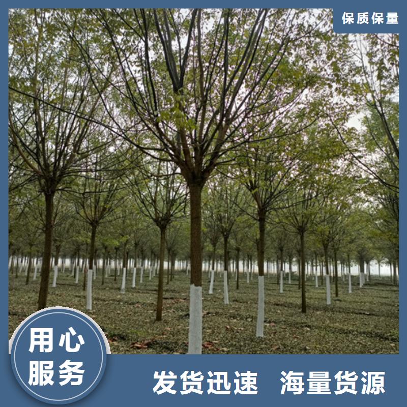 法桐黄金槐使用方法