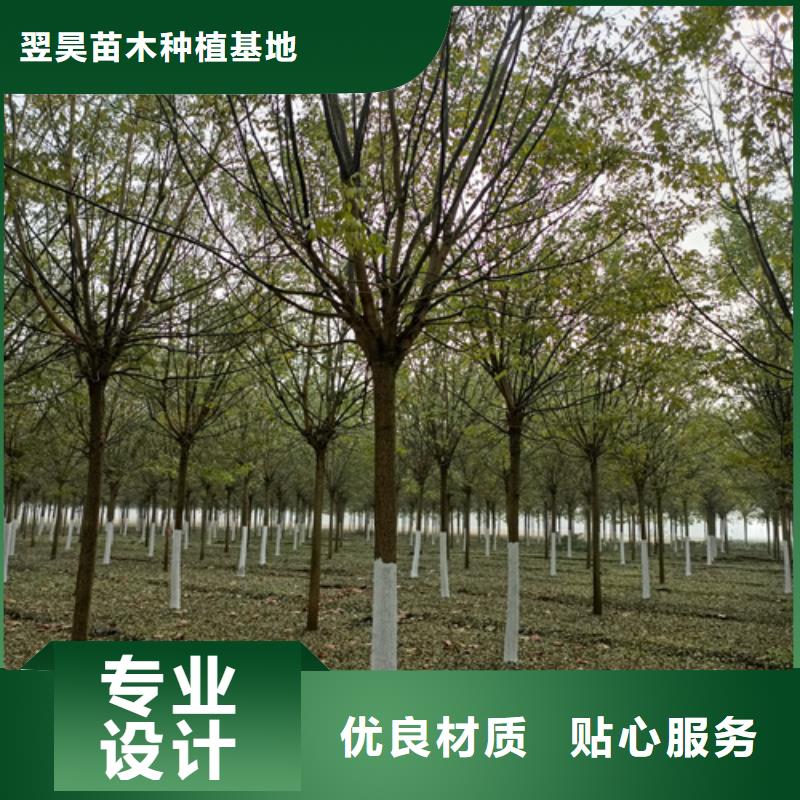 法桐_美国红枫用品质赢得客户信赖
