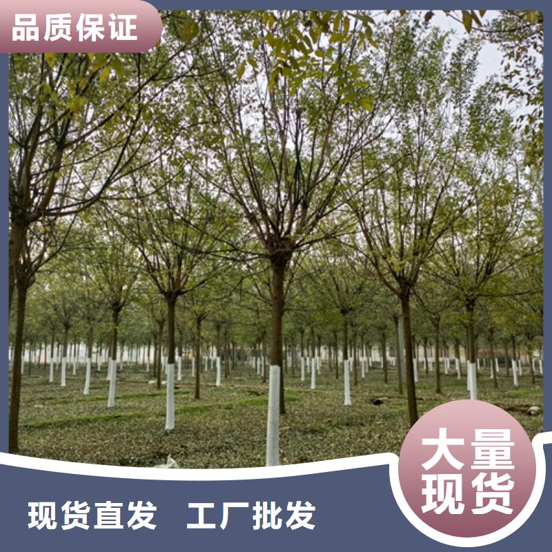 法桐美国红枫一站式服务