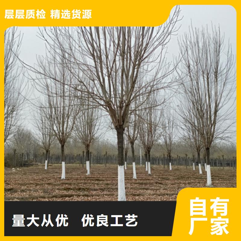 法桐,西府海棠品质保证实力见证