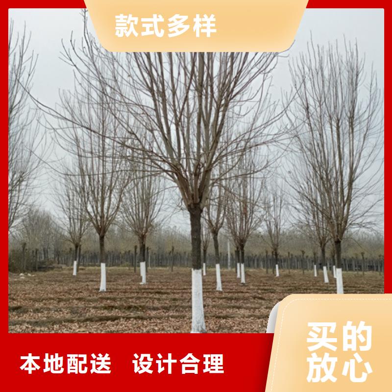 法桐黄金槐一手价格