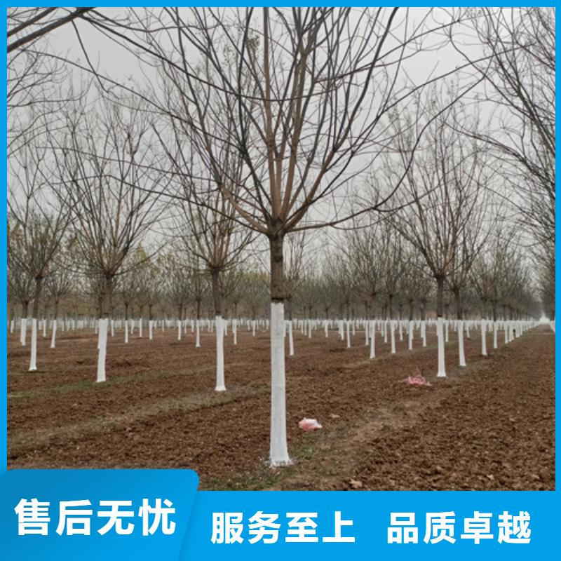 法桐黄金槐专业按需定制