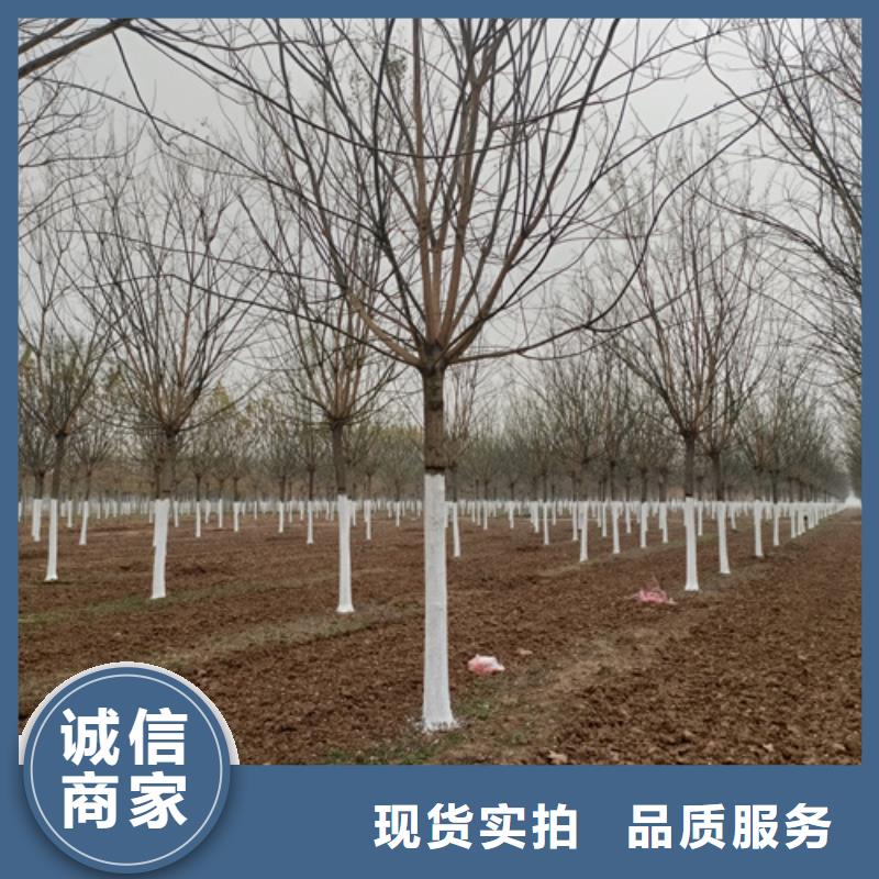 法桐金叶白蜡一站式服务