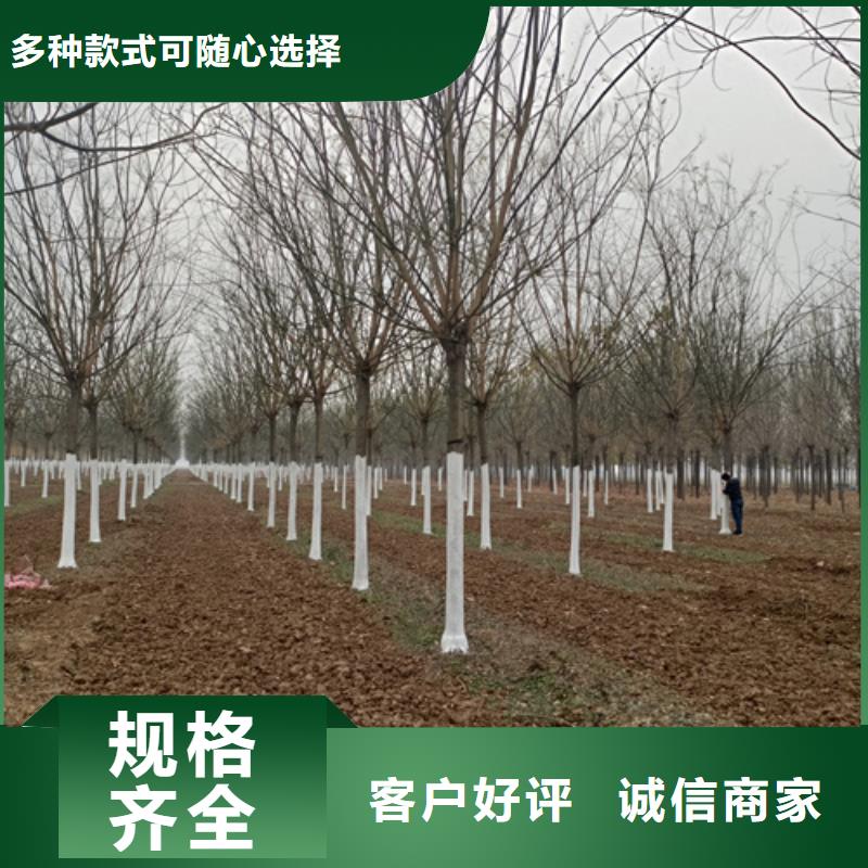 法桐秋紫白蜡实力优品