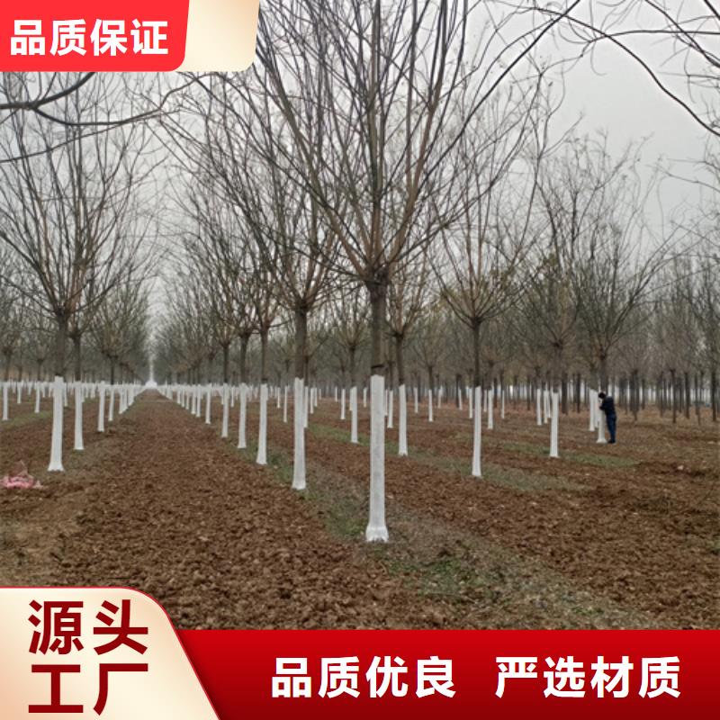 法桐_国槐工厂认证