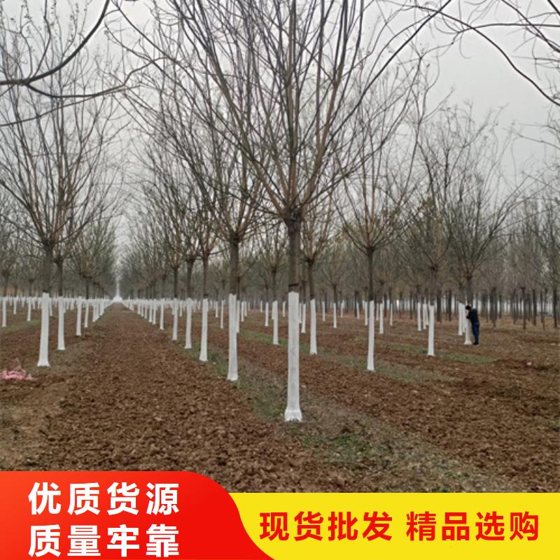 【法桐黄金槐老品牌厂家】