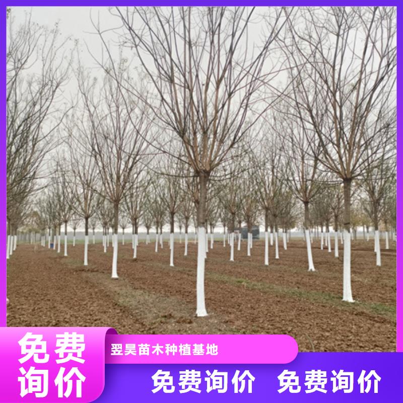 法桐截杆发帽制造生产销售