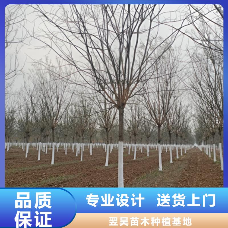 法桐优选厂家