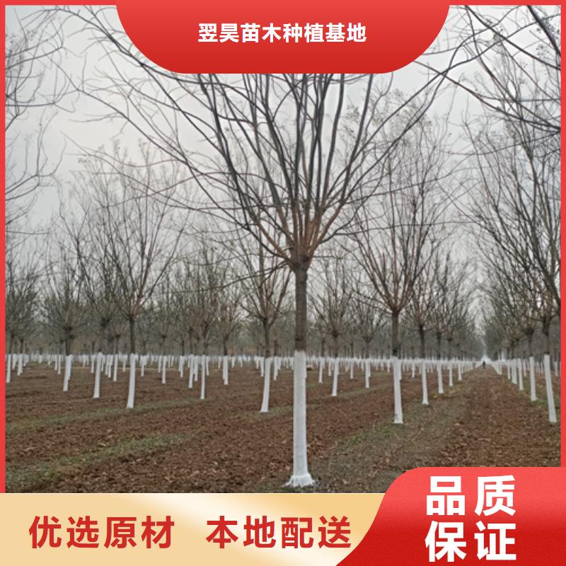 法桐美国红枫一站式服务