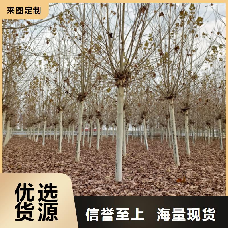 【法桐】黄金槐实力商家