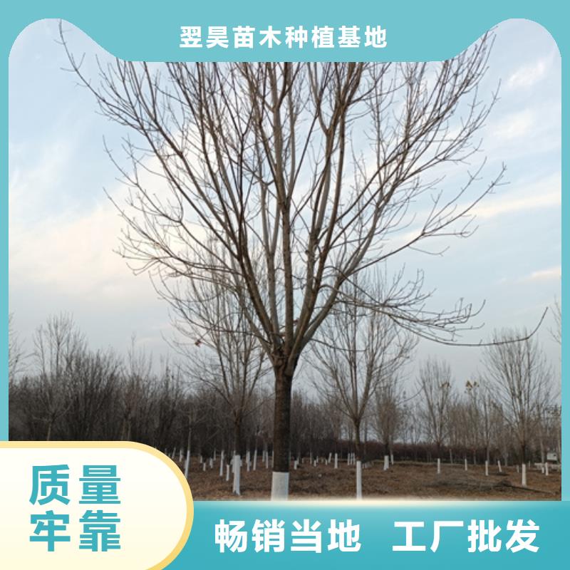 法桐金叶白蜡工厂采购