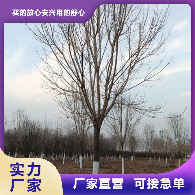 法桐_原生冠法桐批发货源