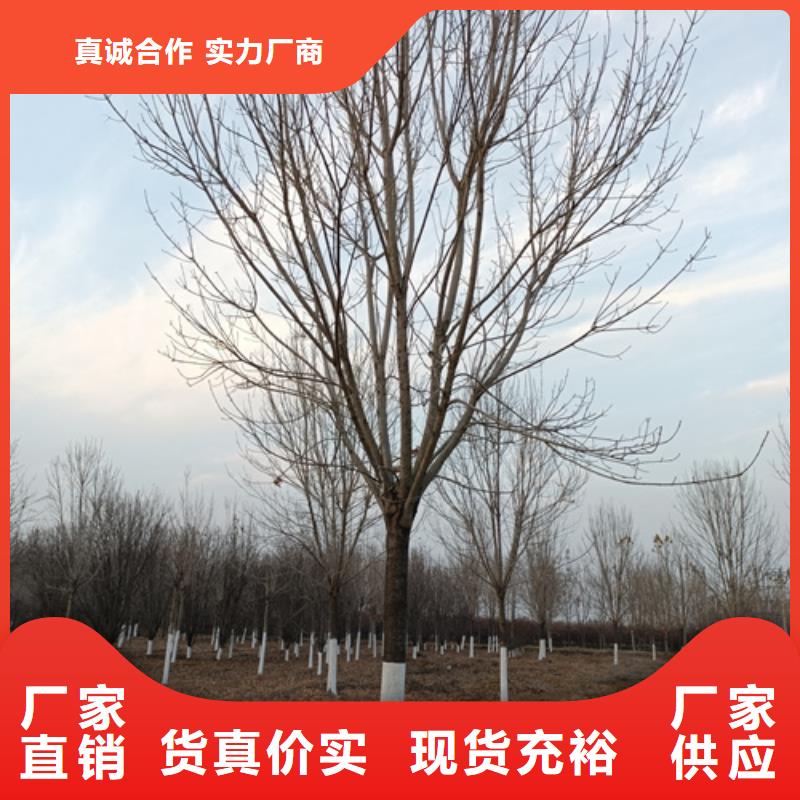 法桐_原生冠法桐检验发货